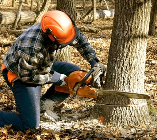 Tree Removal in Gould City, MI